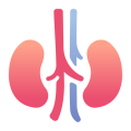 kidneys
